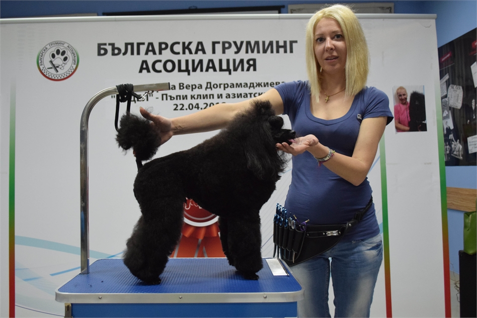 Груминг на пудели с Вера Дограмаджиева