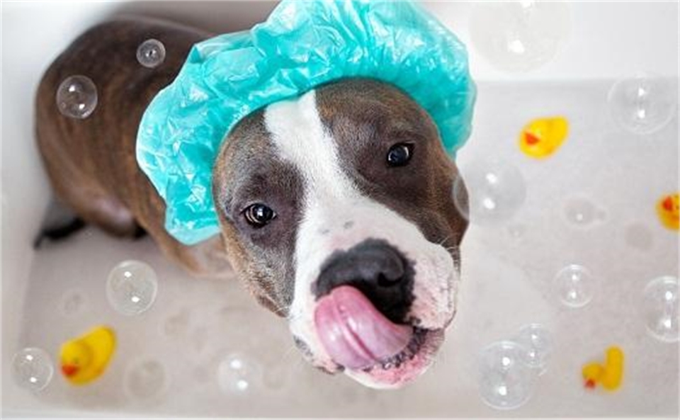 Колко често да къпем кучето?